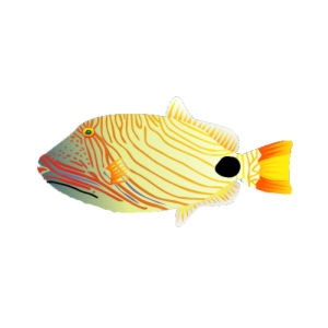 Undulated Triggerfish